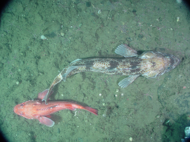 A lingcod and vermilion rockfish