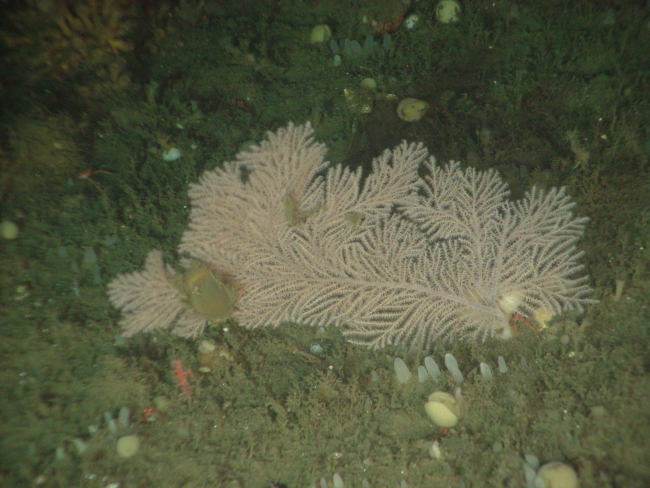 The soft coral Plumarella longispina