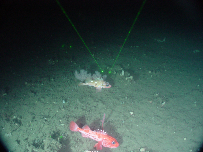 Two species of rockfish on the slope