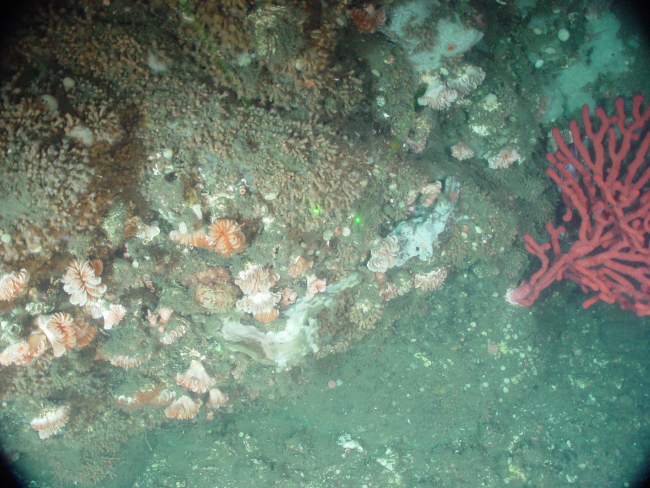Deep sea coral (Paragorgia arborea pacifica) to right with a number ofcup corals Desmophyllum dianthus particularly prominent in left center