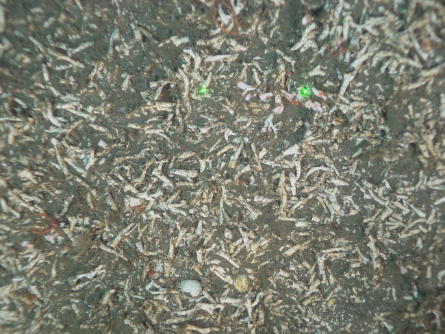Deep sea coral (Lophelia pertusa) rubble field