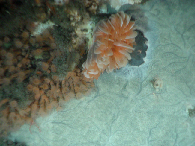Cup coral Desmophyllum dianthus