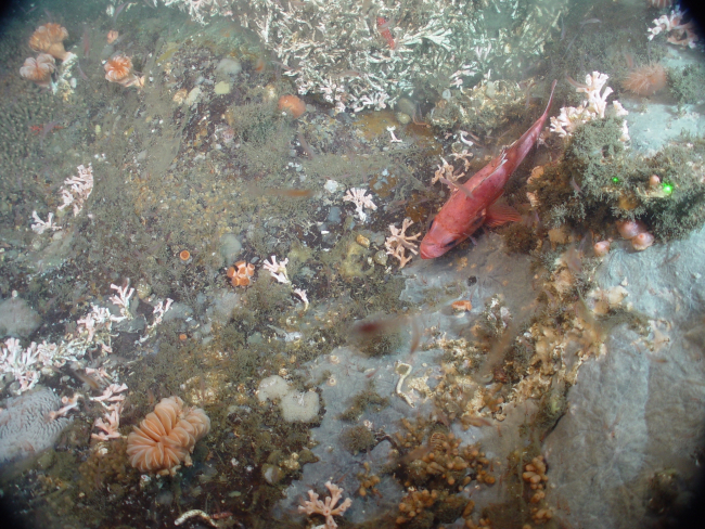 Deep sea coral (Lophelia pertusa), cup coral Desmophyllum dianthus inlower left,