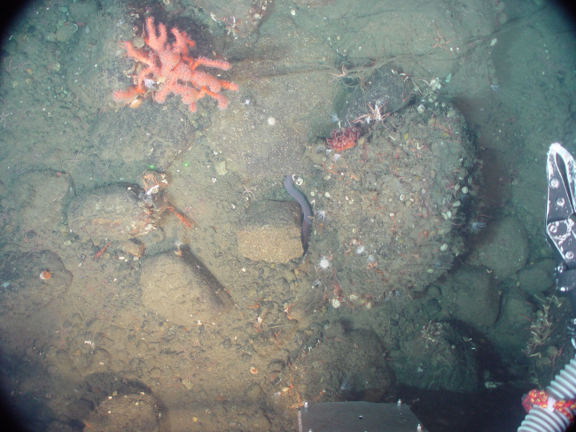 Deep sea coral (Paragorgia arborea pacifica) in upper left, Pacific hagfish inthe center of the image