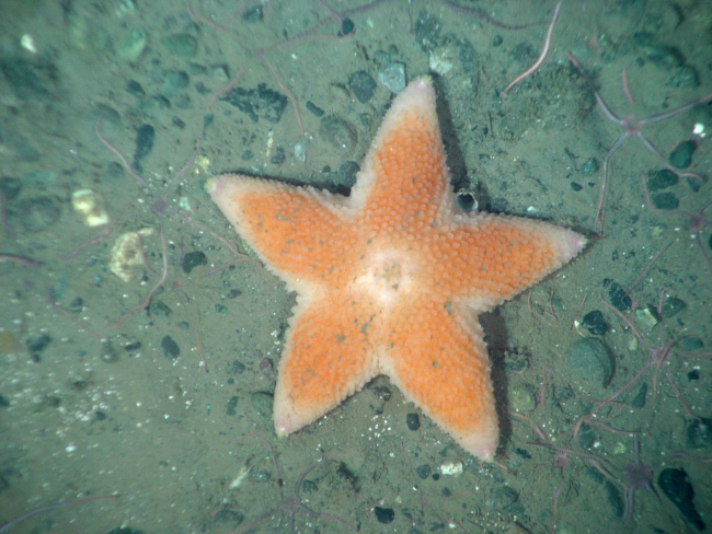 Sea Star (Pteraster sp