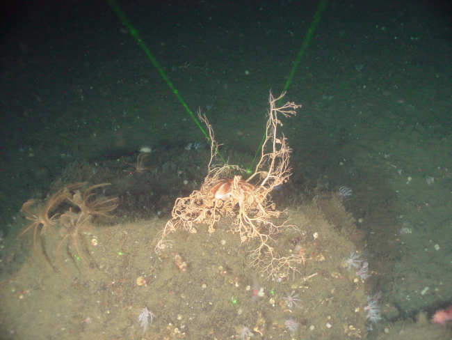 Basket star and feather stars on local topographic high