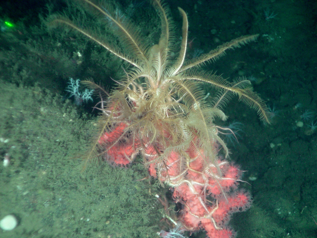 Deep sea coral (Paragorgia arborea pacifica) with crinoid