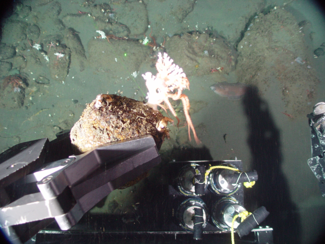 Obtaining a rock sample with the deep sea coral (Stylaster sp