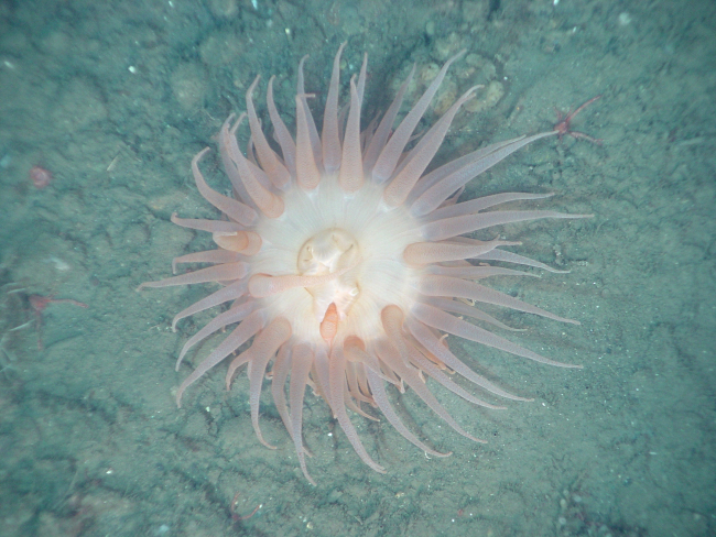 Large sea anemone