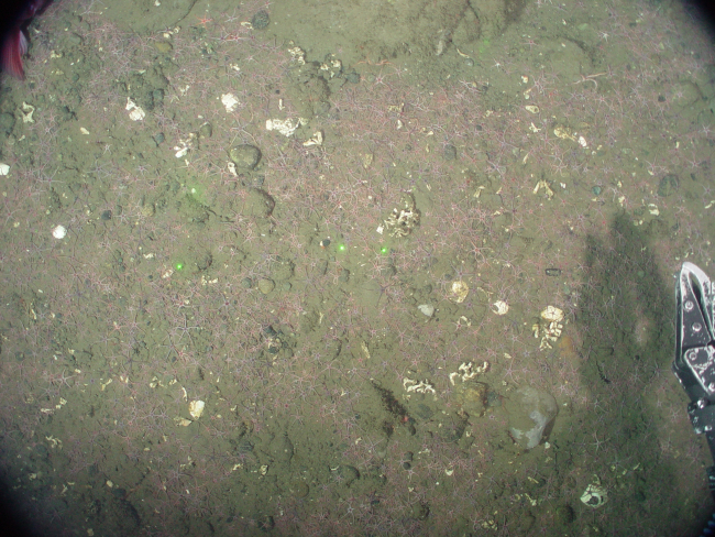 Brittle star congregation on the seafloor