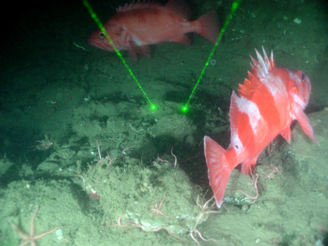 Redbanded rockfish (Sebastes babcocki) and perhaps a vermilion rockfish