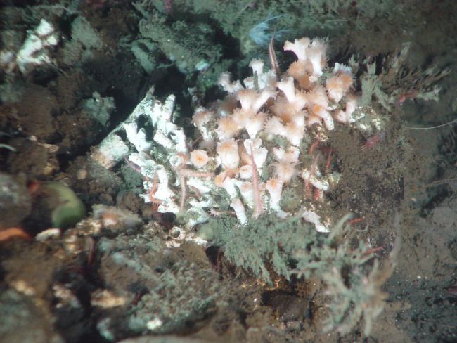 Deep sea coral (Lophelia pertusa)