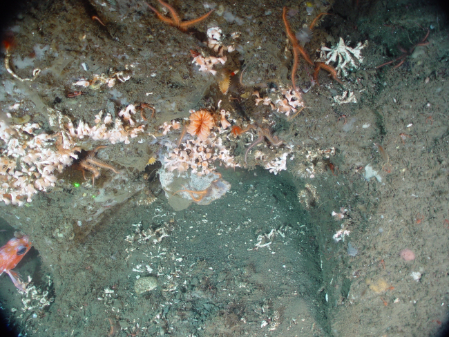 White species is deep sea coral (Lophelia pertusa) while peachcolored cup coral is Desmophyllum sp