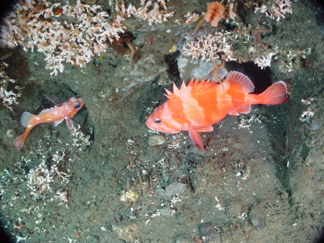 Rosethorn and Redbanded rockfish at the base of the monolith, a large boulder