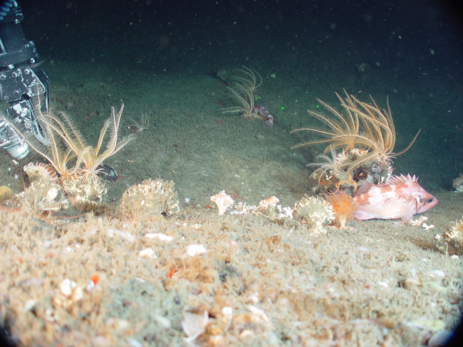 Closeup of sea anemone
