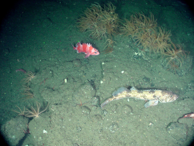 Redbanded rockfish (Sebastes babcocki) and ling cod (Ophiodon elongatus)