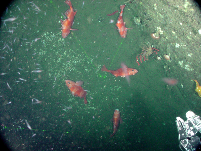 Redbanded rockfish (Sebastes babcocki)