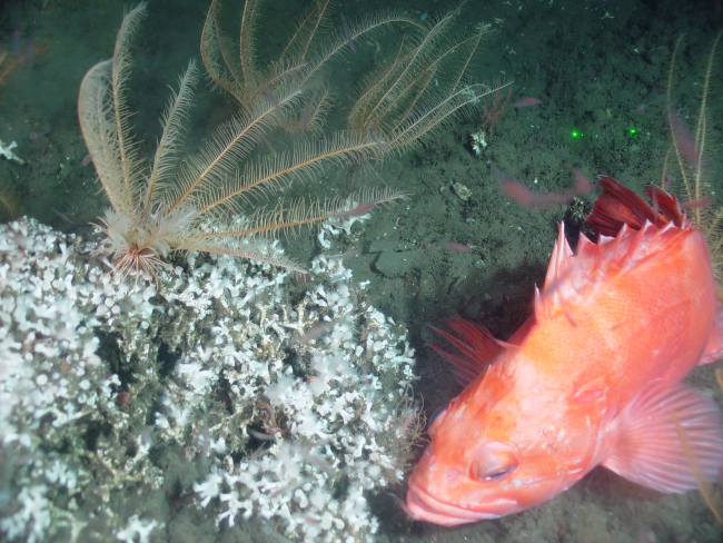 Rockfish with deep sea coral (Lophelia pertusa)