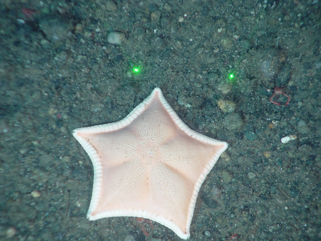 A white sea star