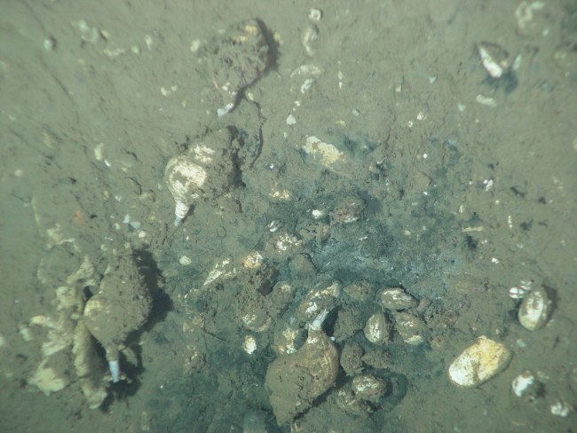 Whelks and clams at a methane cold seep in the Juan de Fuca Canyon