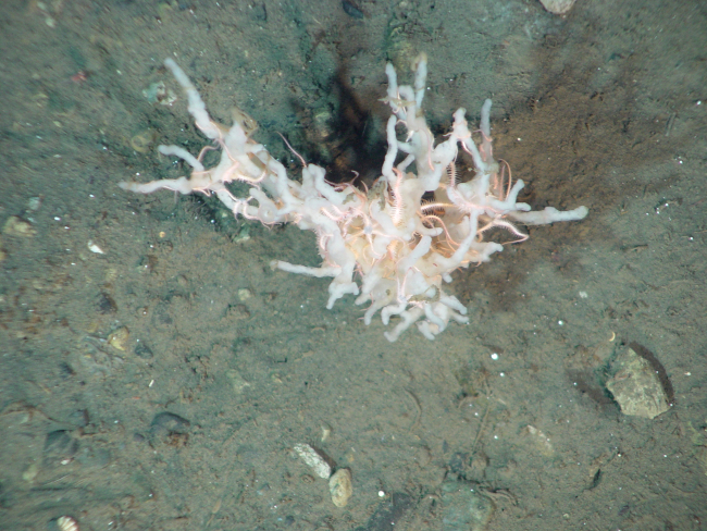 White structure with brittle stars