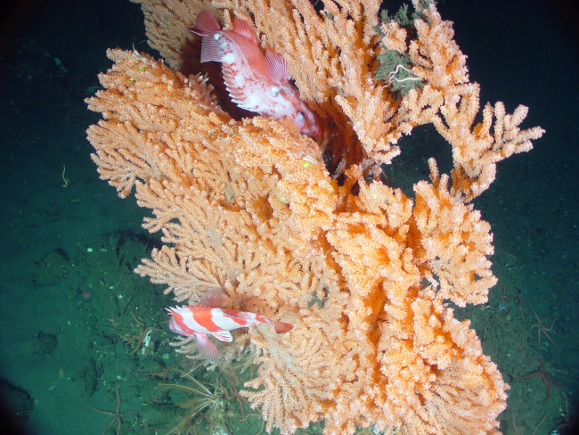 Primnoa pacifica providing habitat for rockfish