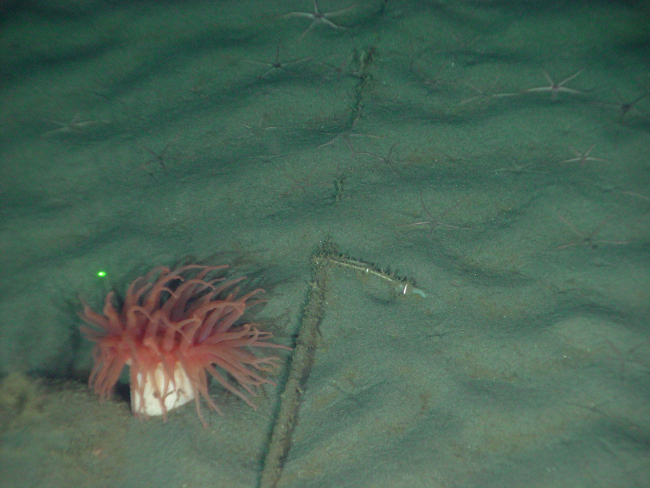 Sea anemone and brittle stars sharing space with human marine debris