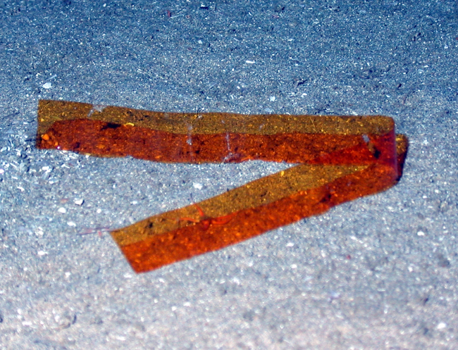 Marine debris - discarded film on the seafloor at Flower Garden Banks area