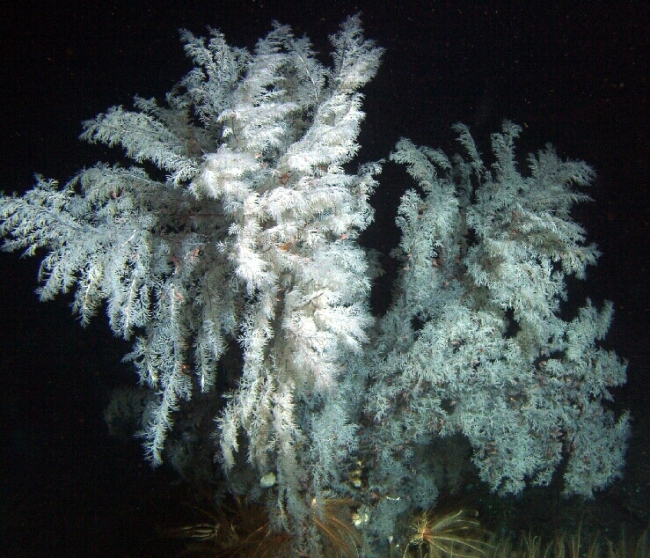 Christmas tree coral (Antipathes dendrochristos), a recently discovered speciesof black coral found off Southern California while on Delta submersible dive