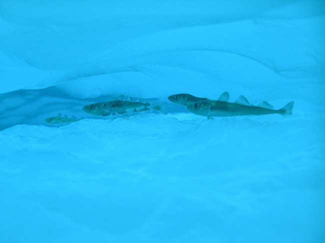 Under-ice cod