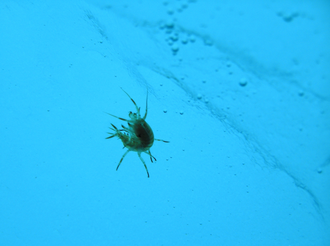 A solitary amphipod seen under the ice