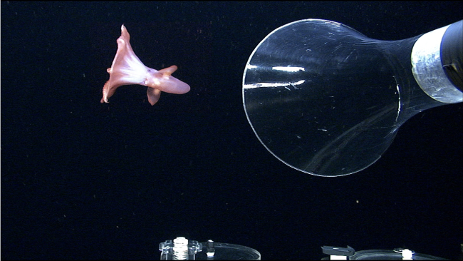 Capturing the finned (or cirrate) octopod Cirroteuthis muelleri