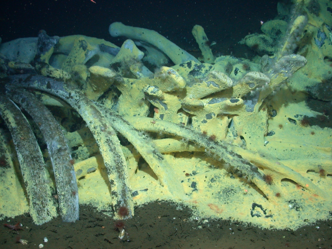 Chemoautotrophic whale-fall community, including bacteria mats, vesycomyid clams in the sediments, galatheid crabs, polynoids, and a variety of otherinvertebrates