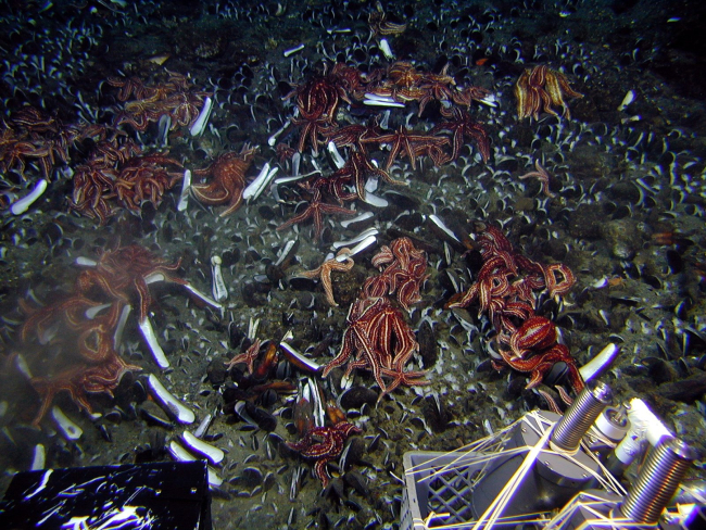 Starfish graze on an extensive bed of mussels on the outer flanks of a volcaniccone