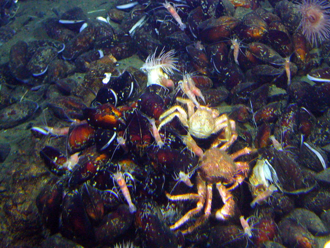 Enormous numbers of crabs were seen in the Mussel Ridge vent area oftenfighting over their next meal