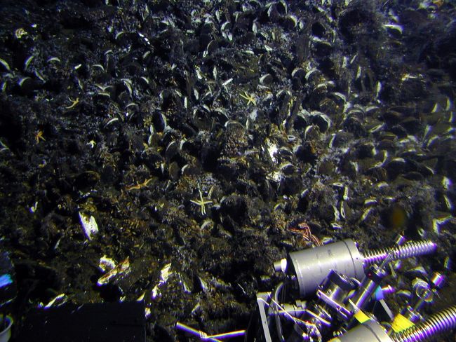 Mussels dominate the hydrothermal biological community at Rumble Vvolcano just as at all the other large volcanoes explored along the Kermadec Arc