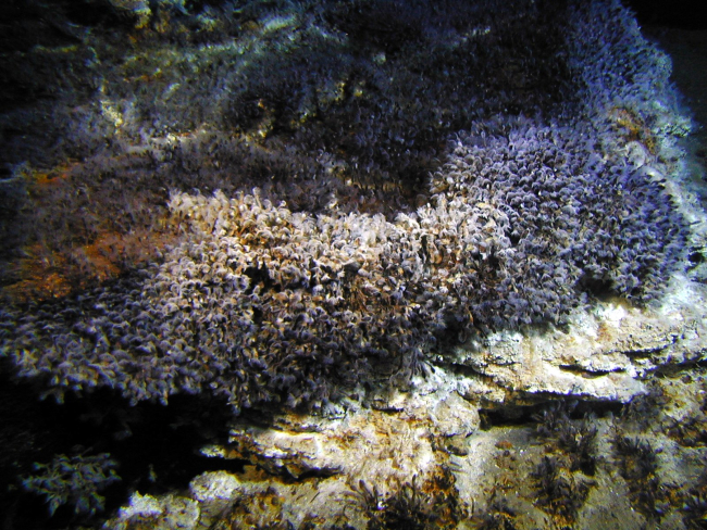 A colony of barnacles at a hydrothermal vent on Clark volcano at 880 metersdepth