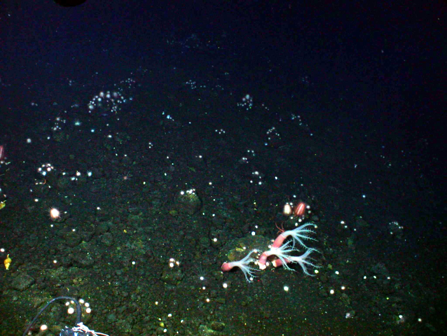 The darkness of the seabed at over 500 meters depth was sprinkled with smallwhite sea urchins to create a vista that in the words of the submersible pilot,Colin Wollerman, looked like the Milky Way