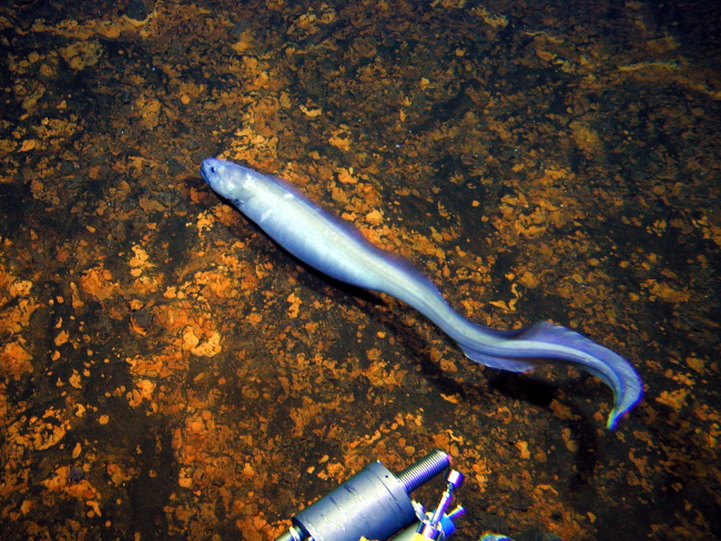 An unidentified fish, or eel, spotted on PISCES V dive P5-627