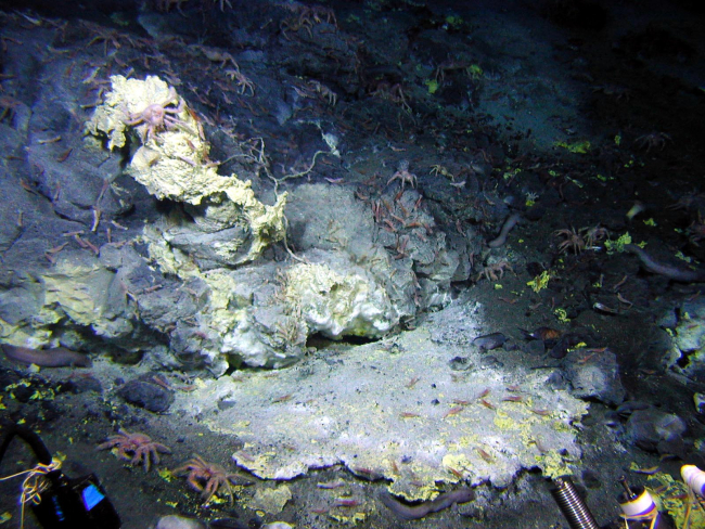 Sulfur (yellow) is associated with many of the vent sites at Mussel Ridge