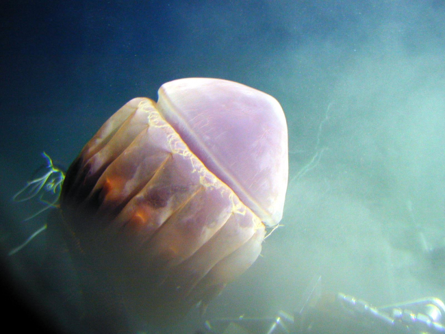 A basketball-sized jellyfish passes directly in front of the viewport on thePISCES V submarine