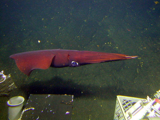 A squid swims by the PISCES V submersible during dive P5-625