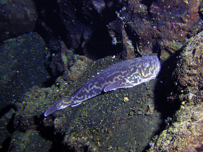 A fish called an armourhead stargazer rests on the seafloor of Rumble Vvolcano