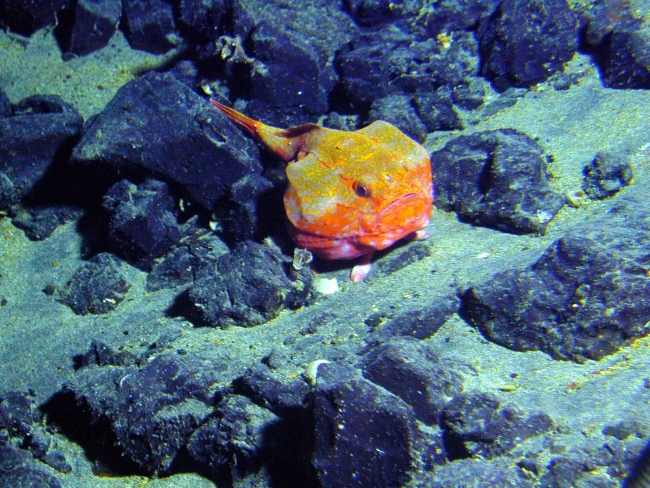 A brilliant orange coffinfish appears to scowl at PISCES V submersible as thesub invades its territory