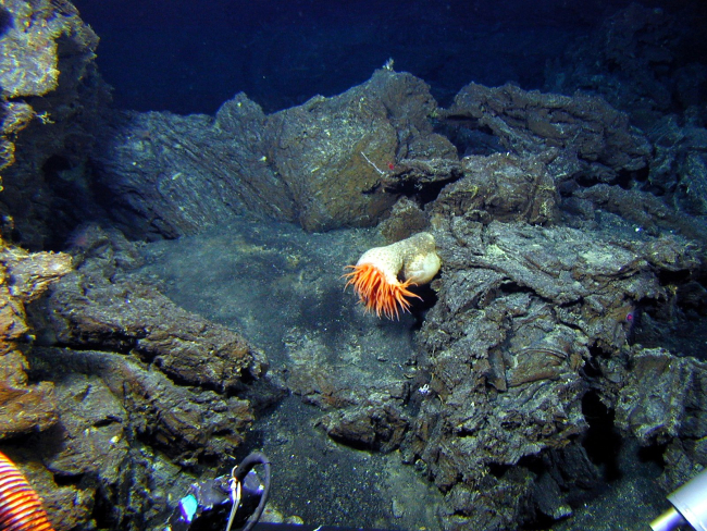 An anemone on relatively young lava flows at Volcano W