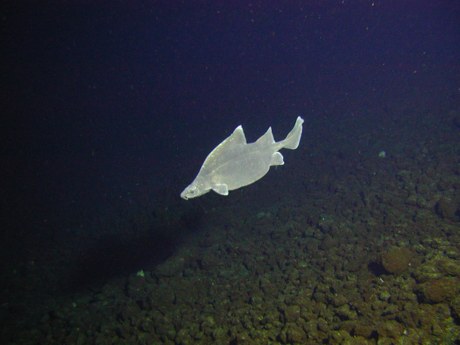 A deepsea shark called a prickly dogfish swims by PISCES V at Rumble Vvolcano