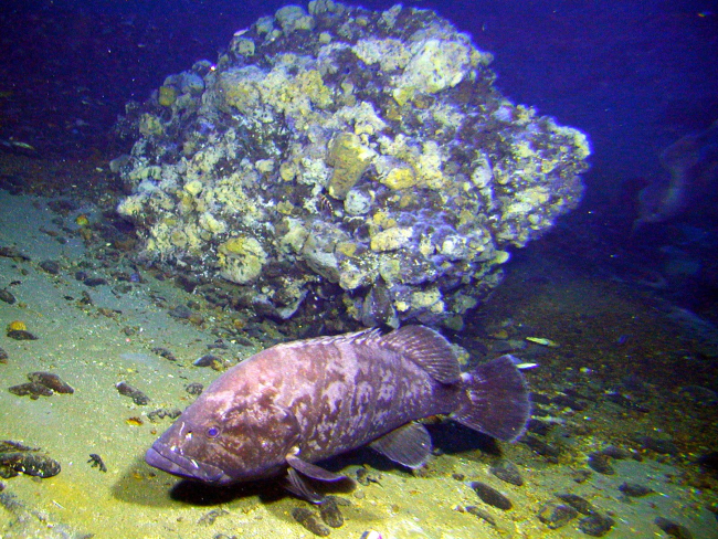 This huge grouper, over 1 meter in length, was a constant companion of PISCES Vas it traversed the summit of Giggenbach volcano