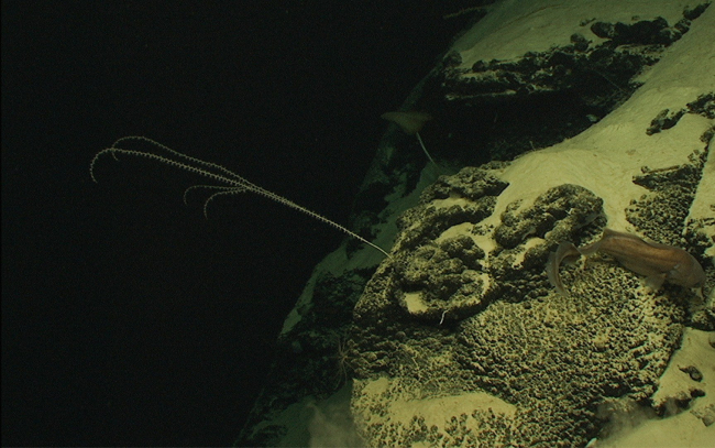 Bamboo whip coral and a deep sea ophidioid fish at 1245 meters depth on theBahama Escarpment