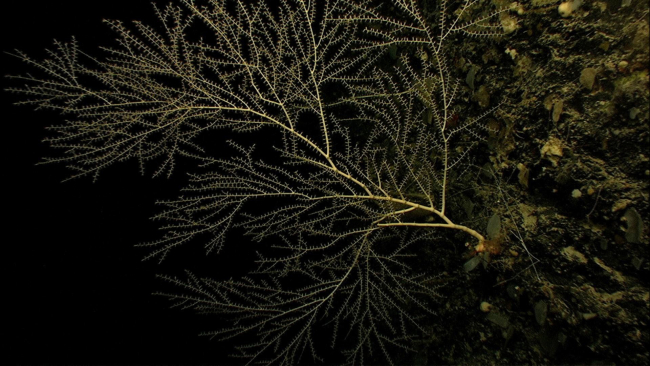 Large branching bamboo corals 