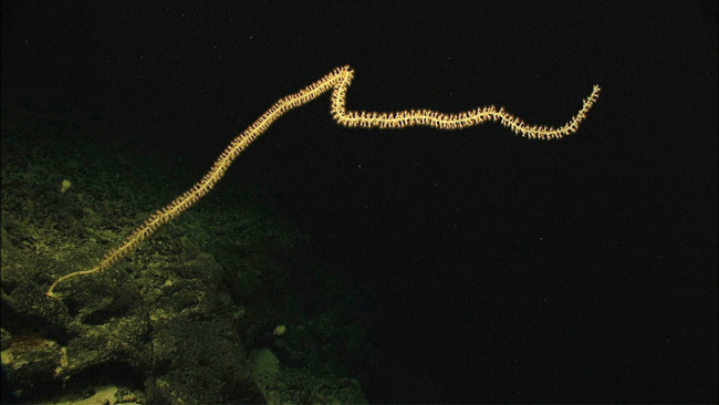 A whip-like colony of a bamboo coral extends more than 2 meters from the face of a ledge at 1700 meters depth